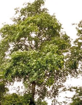 Alnus glutinosa zwarte els