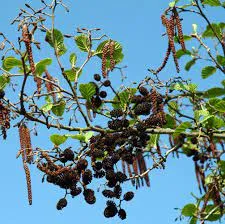 Alnus glutinosa zwarte els