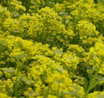 Alyssum montanum 'Berggold'