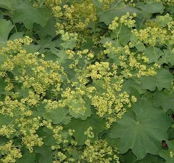 Alchemilla mollis
