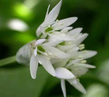 Allium ursinum