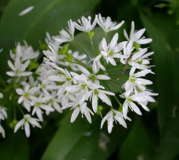 Allium ursinum
