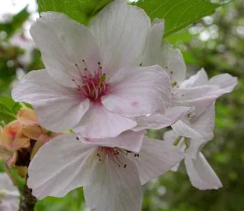 AMANDELBOOMPJE (Pr. dulcis) ROBIJN