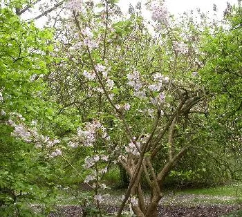 AMANDELBOOMPJE (Pr. dulcis) ROBIJN
