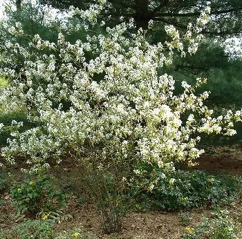 Amelanchier lamarckii