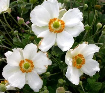 Anemone hybr. 'Andrea Atkinson'