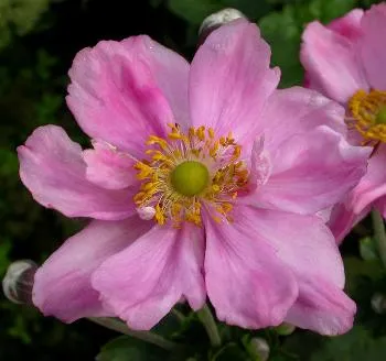 Anemone hybr. 'Koenigin Charlotte'