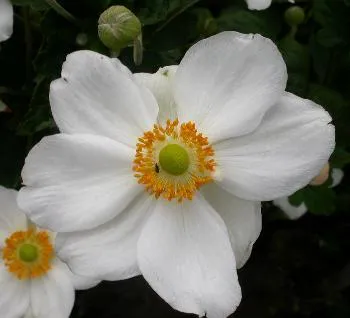 Anemone hybr. 'Honorine Jobert'