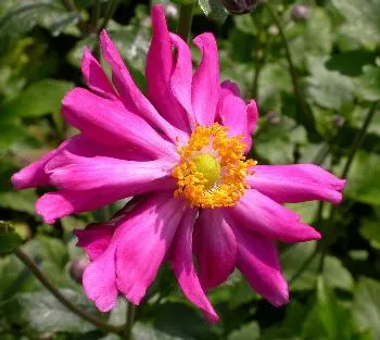 Anemone h 'Prinz Heinrich' roos