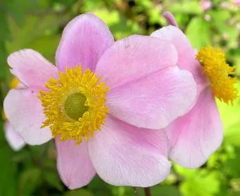 Anemone hupeh. 'September Charm'