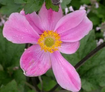 Anemone hybr. 'Serenade'