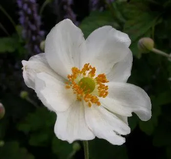 Anemone hybr. 'Whirlwind'