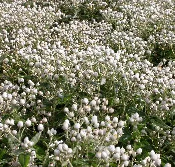 Anaphalis triplinervis