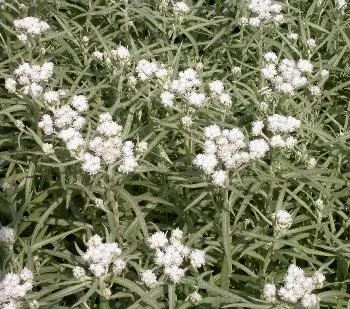 Anaphalis triplinervis