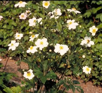 Anemone tom. 'Robustissima'