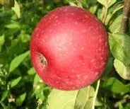 APPEL Reinnette Etoill