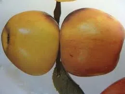 APPEL Reine de Rennette