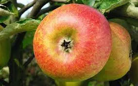 APPEL Reinette de walleffe