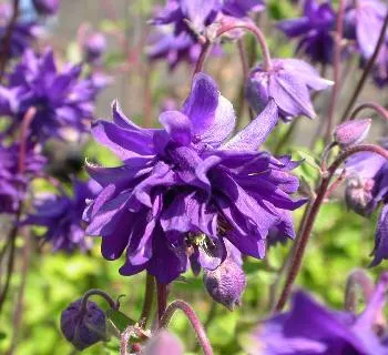 Aquilegia 'Blue Barlow'