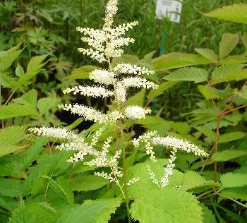 Aruncus dioicus