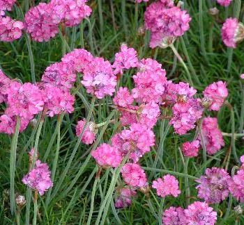 Armeria mar. 'Splendens' roos