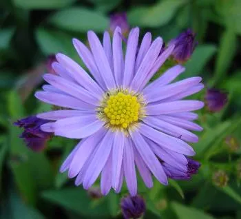 Aster (D) 'Prof. Anton Kippenberg'