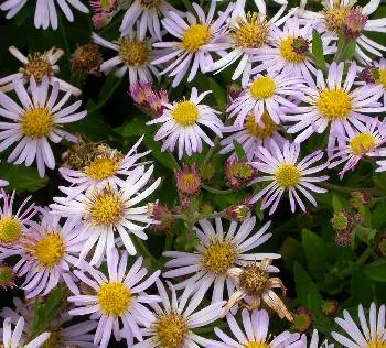 Aster ageratoides 'Asran'