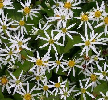 Aster divaricatus