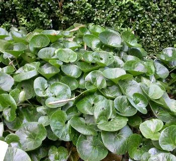 Asarum europaeum