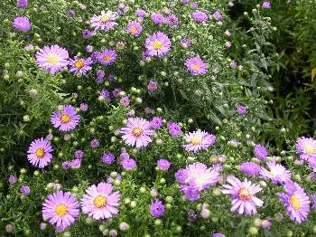 Aster n.-b. 'Marie Ballard'