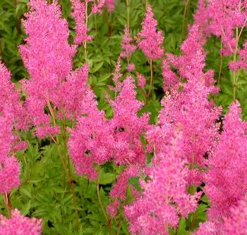 Astilbe (J) 'Rheinland'