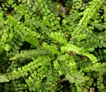 Asplenium trichomanes