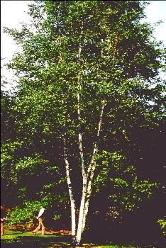 Betula pendula