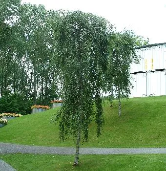 Betula pendula