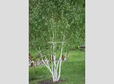 Betula utilis Jacquemontii