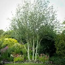 Betula utilis Jacquemontii