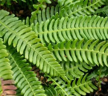 Blechnum spicant
