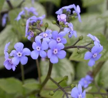 Brunnera 'Jack Frost'