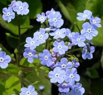 Brunnera macrophylla