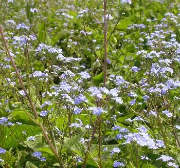 Brunnera macrophylla