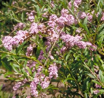 Buddleja alternifolia