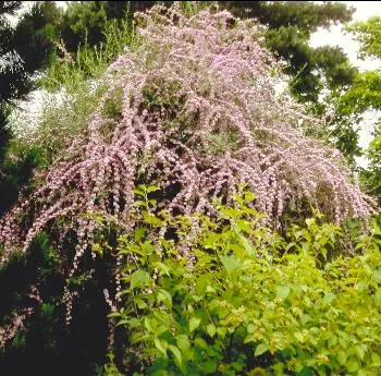 Buddleja alternifolia