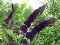 Buddleja dav. 'Black Knight'