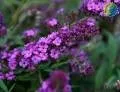 Buddleja Free Petite BLue Heaven