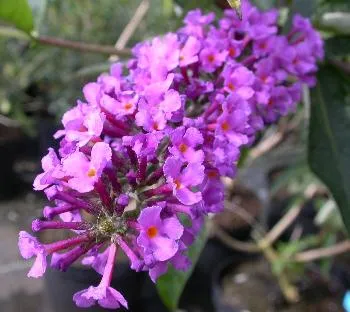 Buddleja dav. 'Ile de France'