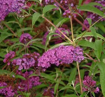 Buddleja dav. 'Ile de France'
