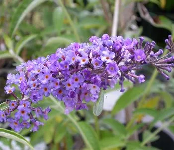 Buddleja dav. 'Nanho Blue'