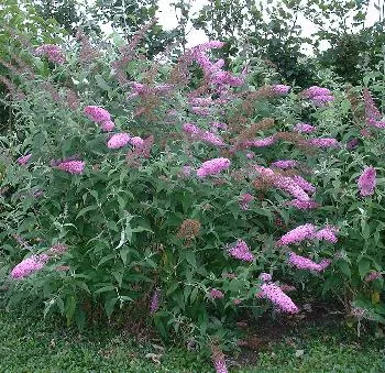 Buddleja dav. 'Pink Delight'