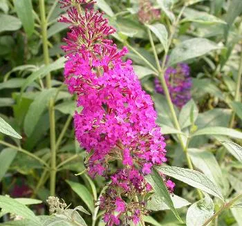 Buddleja dav. 'Pink Delight'