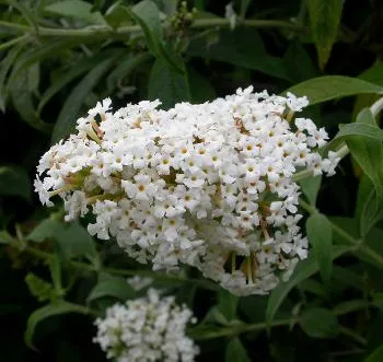 Buddleja dav. 'White Profusion'